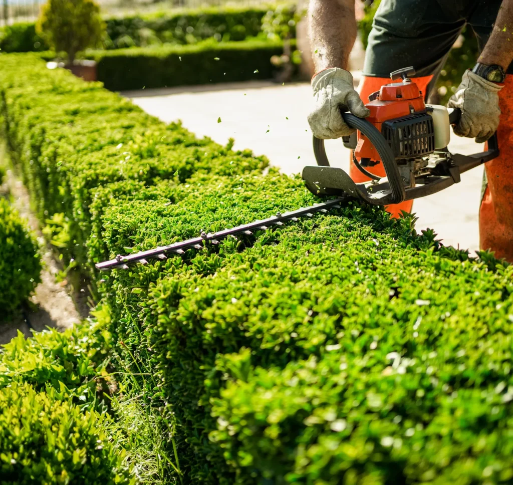 Branch_Hedge_Trimming